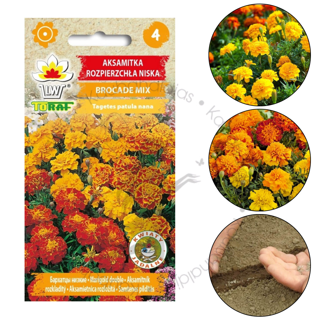 Tagetes mix, 1g